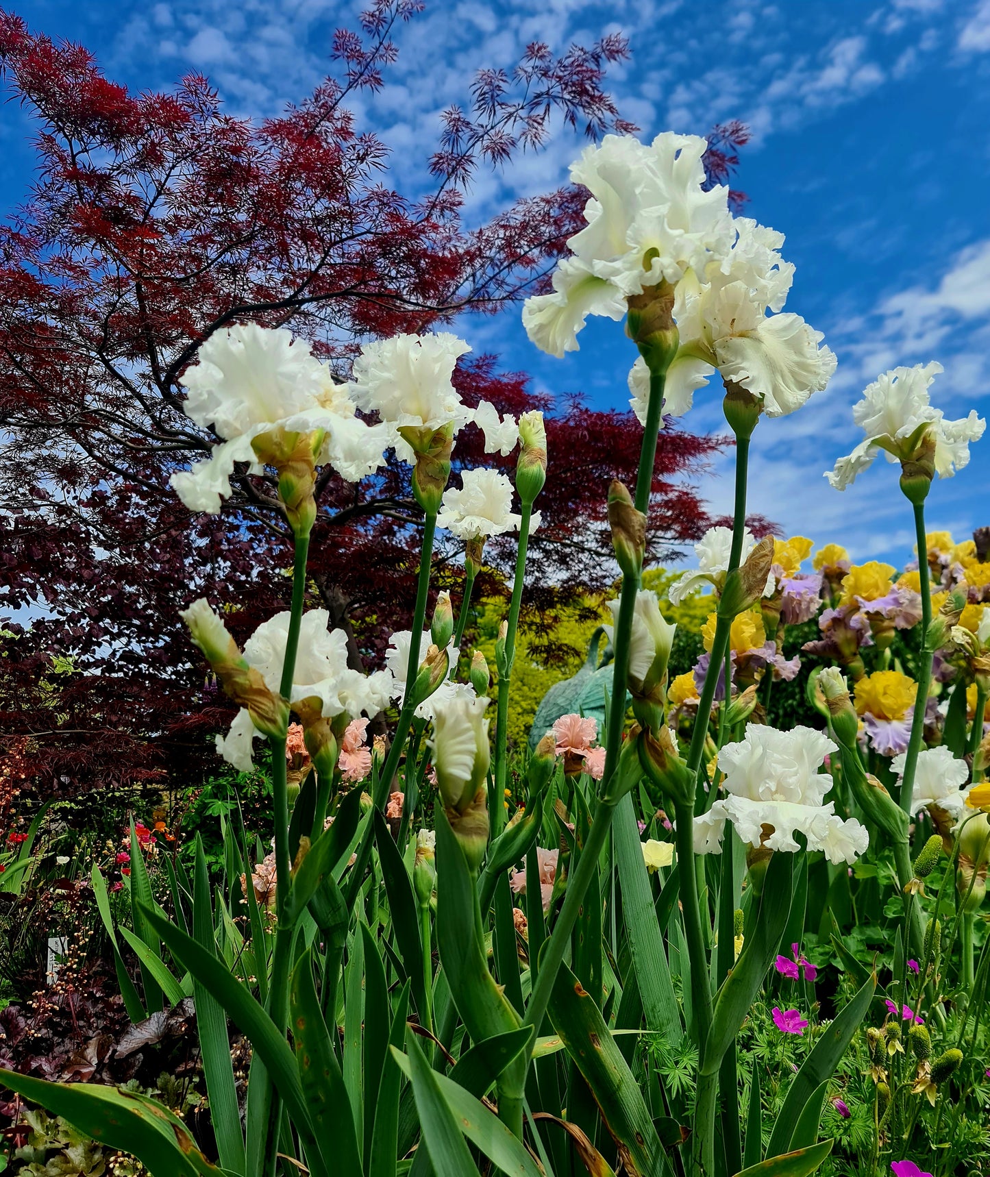 GIFT CARD Lus-Ealain.com