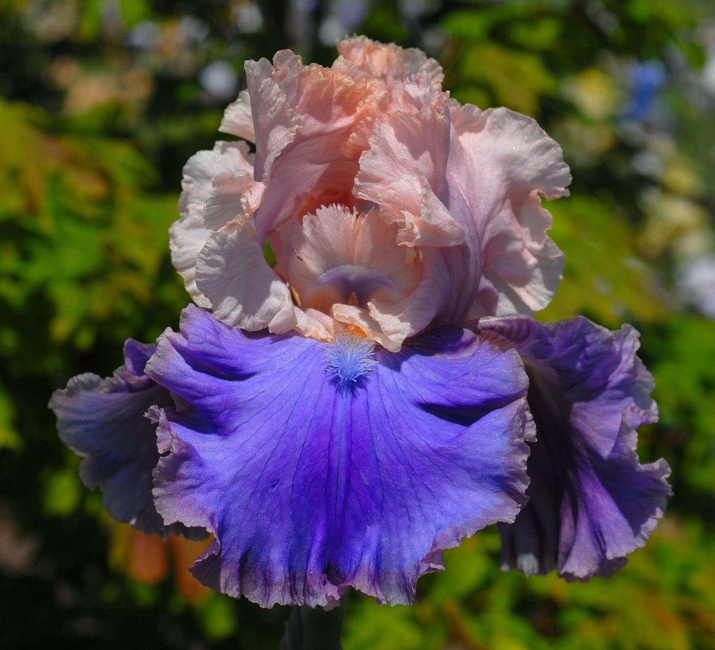 Florentine silk