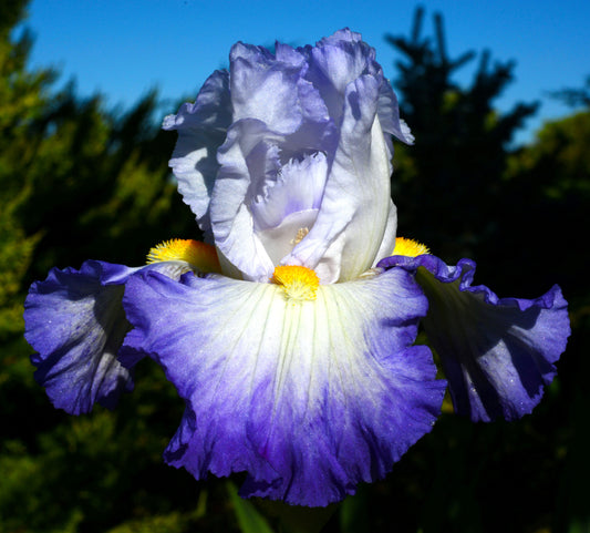 PURSUIT OF HAPPINESS