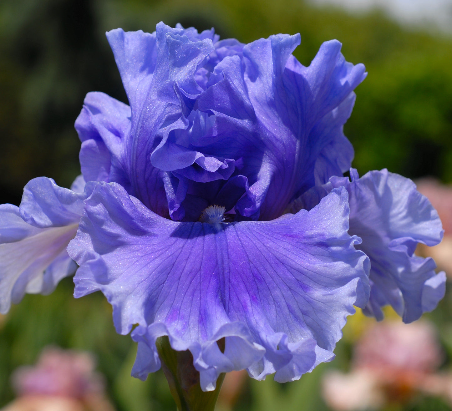 Share The Spirit Lusealain iris